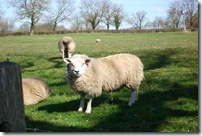 March 29 2009 009