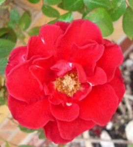may-roses-2009-023
