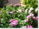 Open Gardens June 2009 050