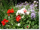 Open Gardens June 2009 053
