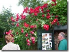 Open Gardens June 2009 055