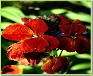 021 wallflower april adjust and frame