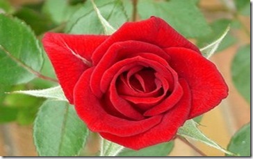 Rose -Love Knot  September 2009
