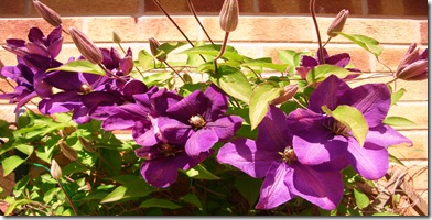May days 2010 001