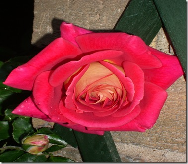 Flowers in August 2010 007