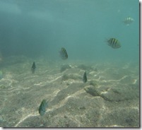 fish in sharm - aug 2011