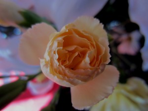 IMG_2746